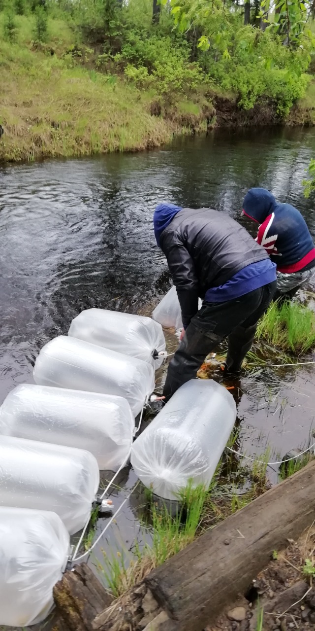 Компания «Колмар» выпустила 118 тысяч мальков пеляди в Вилюйское водохранилище Компания «Колмар» выпустила 118 тысяч мальков пеляди в Вилюйское водохранилище