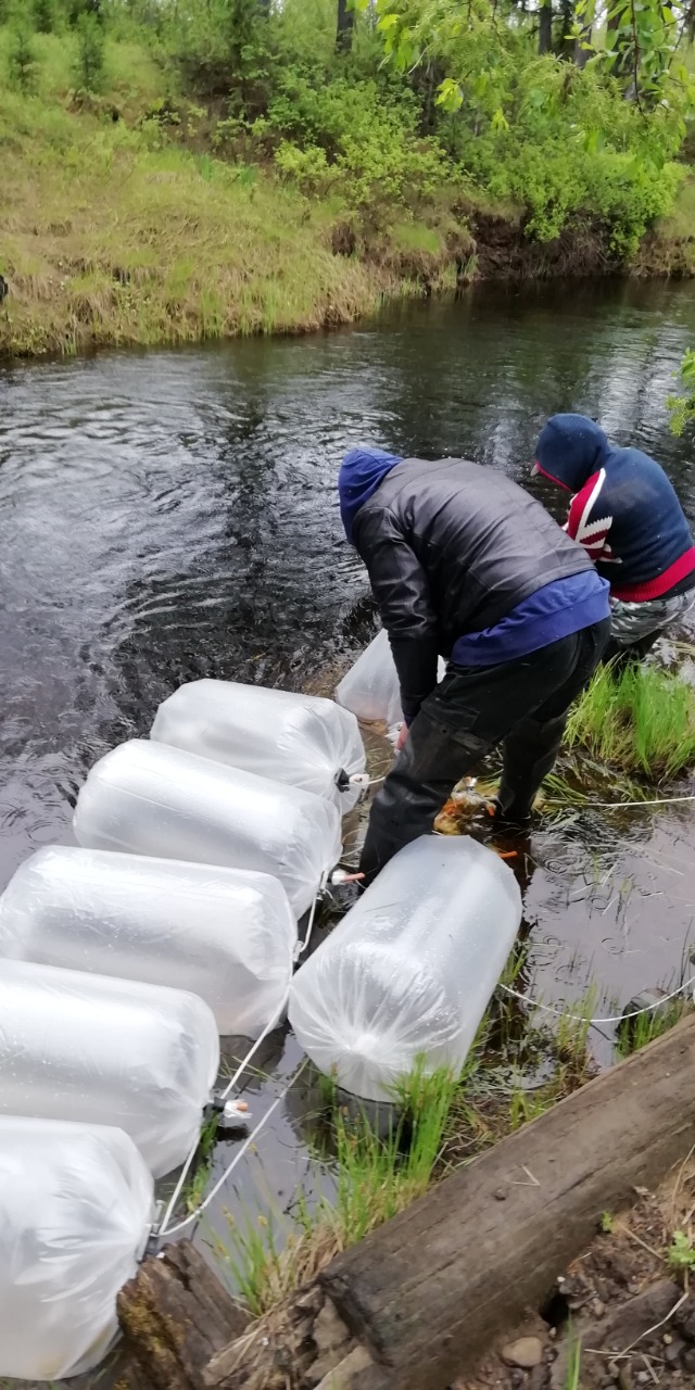 Компания «Колмар» выпустила 118 тысяч мальков пеляди в Вилюйское водохранилище 